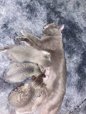 Продам котят шотландец/сиамский смесь