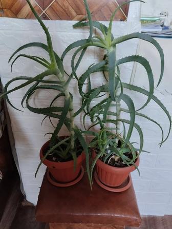 Комнатный цветок