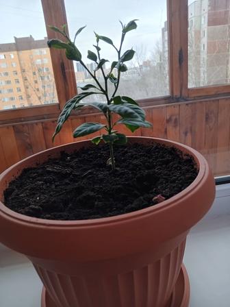 Продам мандариновое деревце