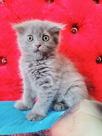 Котенок шотландский вислоухий