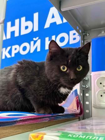 Пушистый и ласковый котик