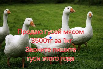 Продаю домашних гусей мясом