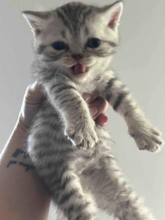 Продаются котята шотландские прямоухие