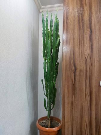 Продам кактус