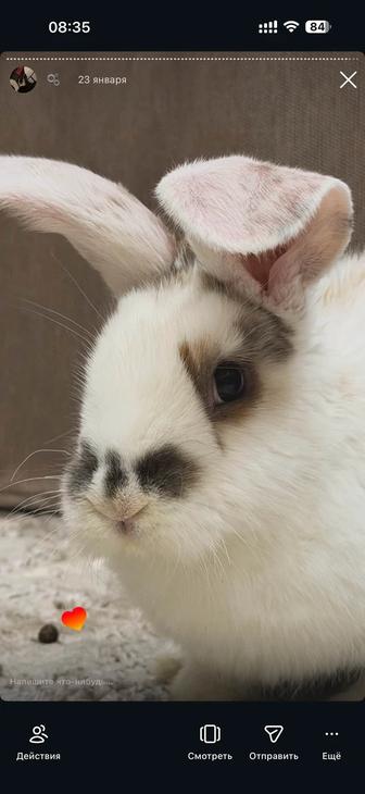 Отдам кролик