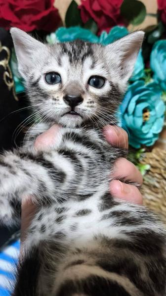 Серебряный КОТЯТА малыши бенгалы- под бронь