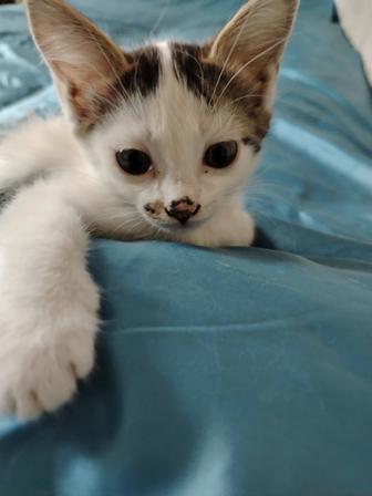 Котята бесплатно