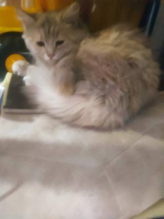 Кошки породистые