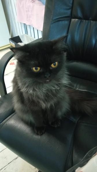 Животные кошки