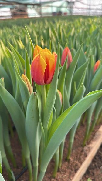 Тюльпаны оптом местные