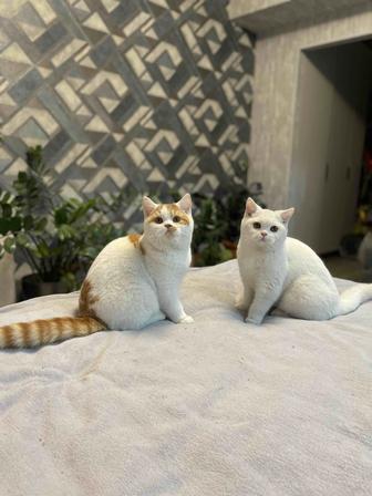 Британские котята