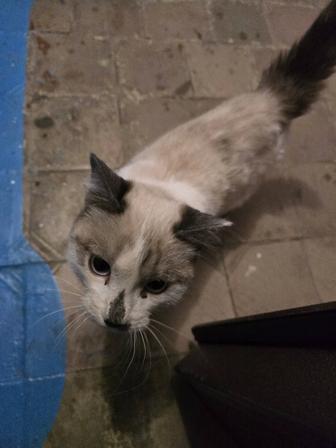 Отдам котика в добрые руки