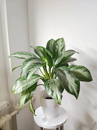 Аглаонема в кашпо