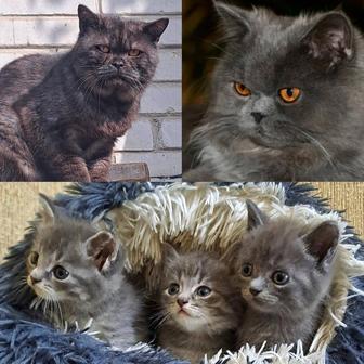 Котята метисы (британец-персидская)