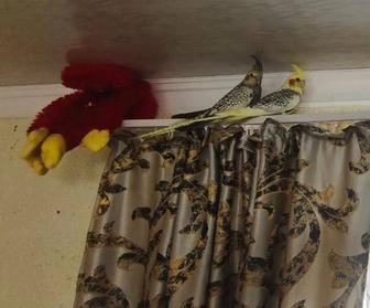 Продам птенцов кореллы