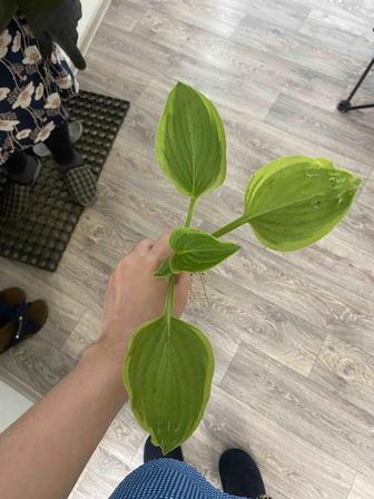 Цветы