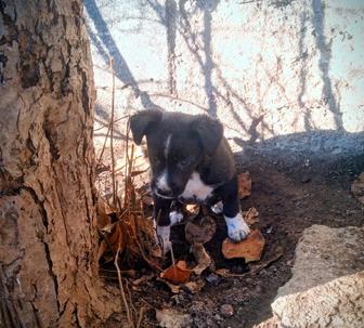 Отдам щенка заботливым и ответственным хозяевам