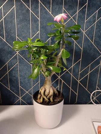 Адениум тучный, ассорти