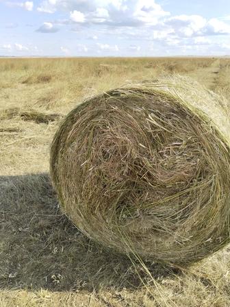 Продажа сено в тюках