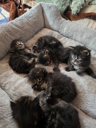 Продам котят мейн-кун