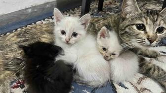 Отдам котят в хорошие руки