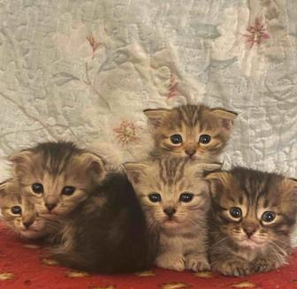 Котята