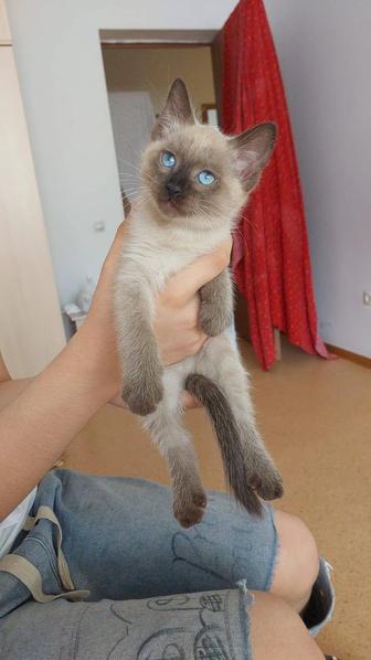 Котята танцы мальчики