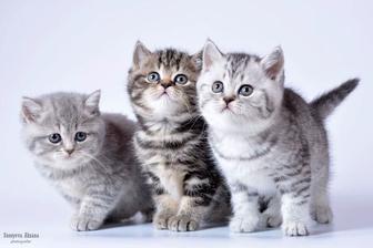 шотландские котята котенок породистый