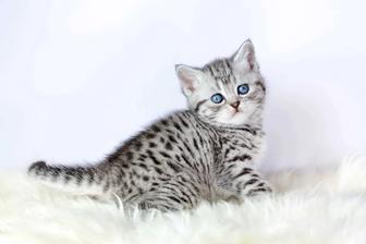 шотландские котята котенок породистый