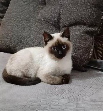 Отдам котят бесплатно