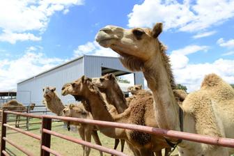 Camel milk