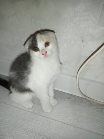 Трехцветный вислоухий котенок