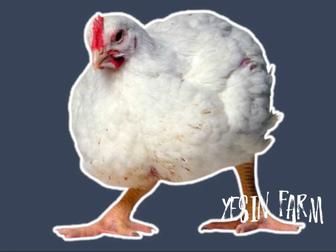 Арбор Айкресс инкубационные яйца бройлерные куры из проверенного стада