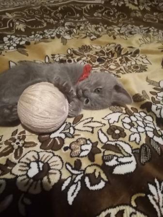 Подарю в добрые руки котенка