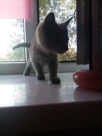 Подарю в добрые руки котенка