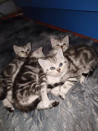 Готовы для брони котятки