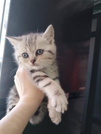 Готовы для брони котятки