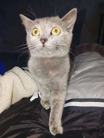 Отдам котенка в добрые руки