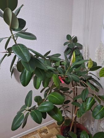 Продам комнатные растения