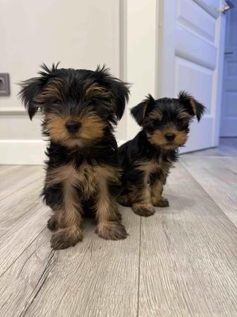 Йоркширский терьер, щенки