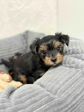 Йоркширский терьер, щенки