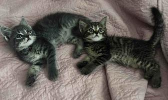 котенок скоттиш страйт