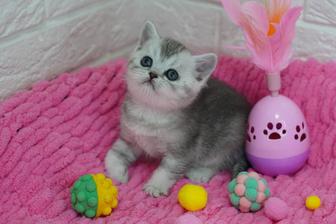 Ласковые малыши котята британцы