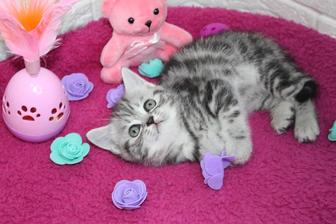 Ласковые малыши котята британцы