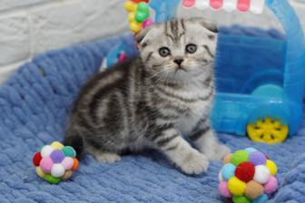 Ласковые малыши котята