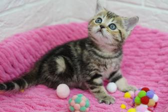 Ласковые малыши котята