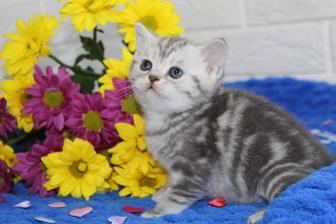 Ласковые малыши котята