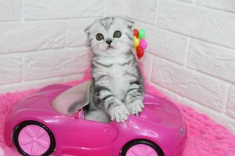 Вислоухие Шотландские Котята