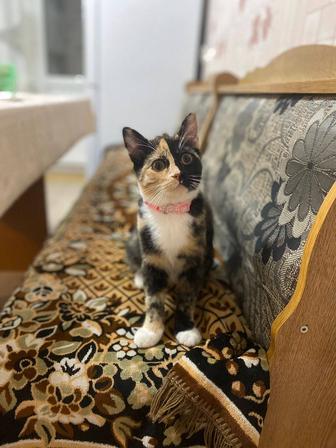 Ищем кота для вязки