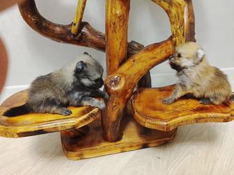 Щенки шпица